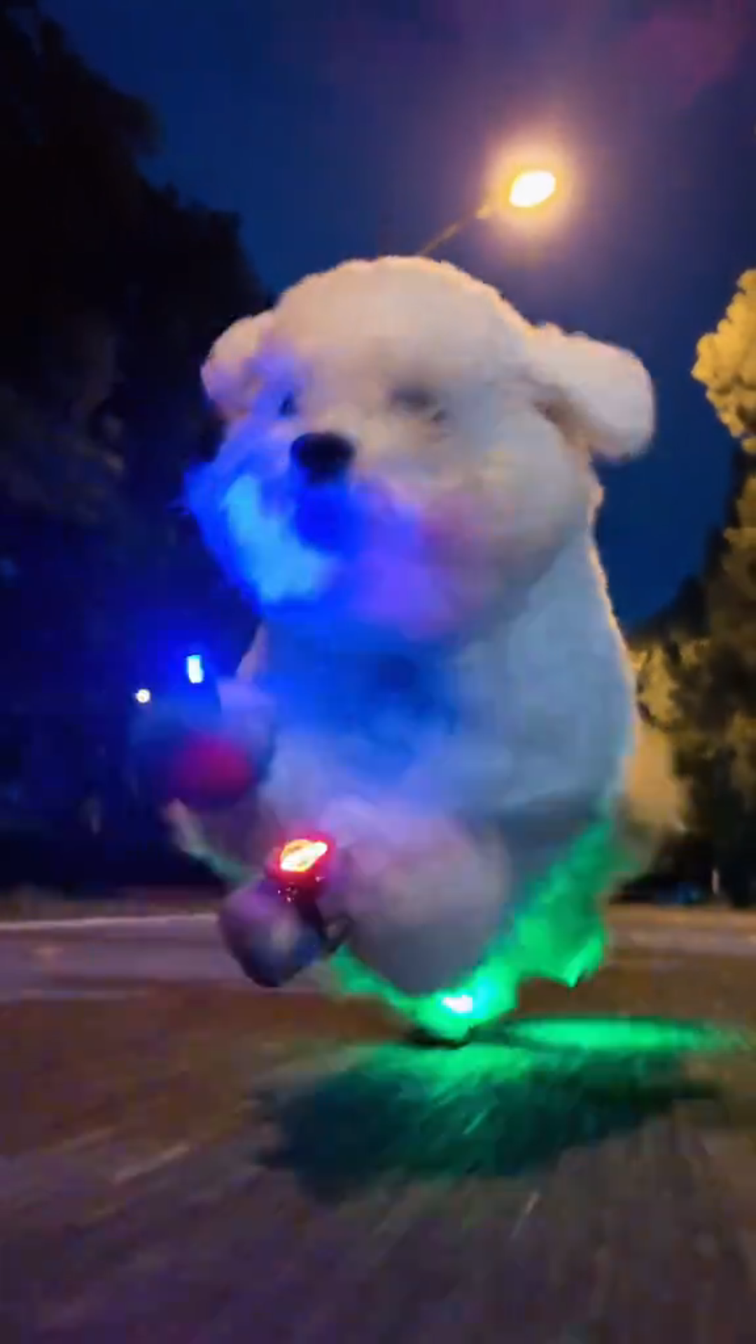 Pet Clogs with Anti-Slip Sole