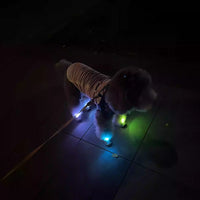 Pet Clogs with Anti-Slip Sole